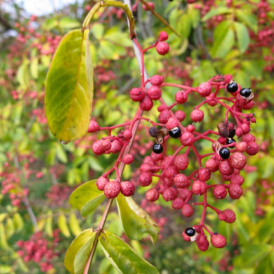 25 kg/zak Verpakking Natuurlijk Rood Chinees Sichuan Peperkorrels Kruiden Aroma